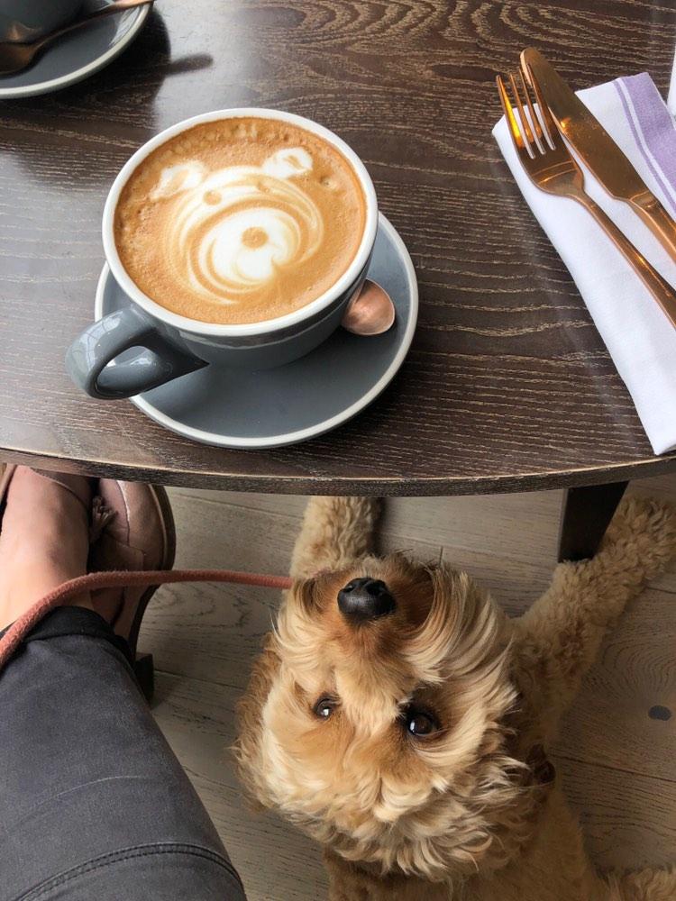 Dog Friendly Cafe Cheltenham